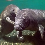 Manatees from Istaboa